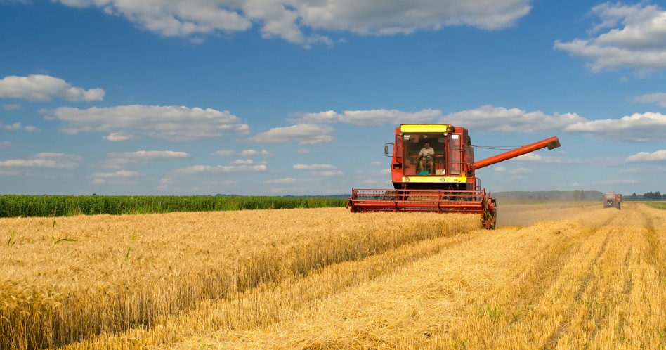 Combine harvester harvesting wheat