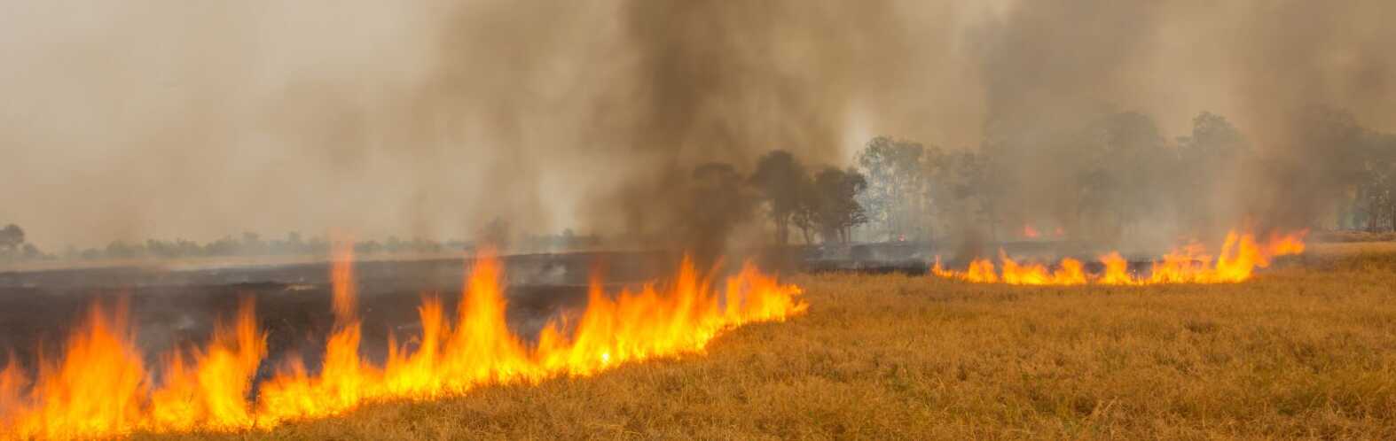 harvest disaster